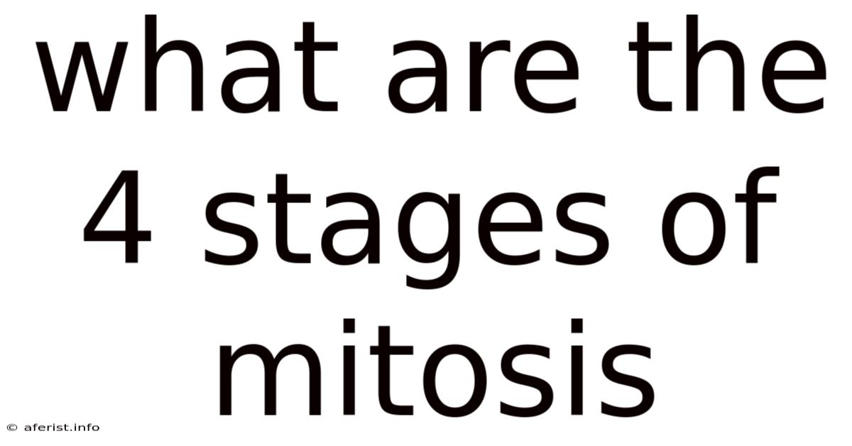 What Are The 4 Stages Of Mitosis