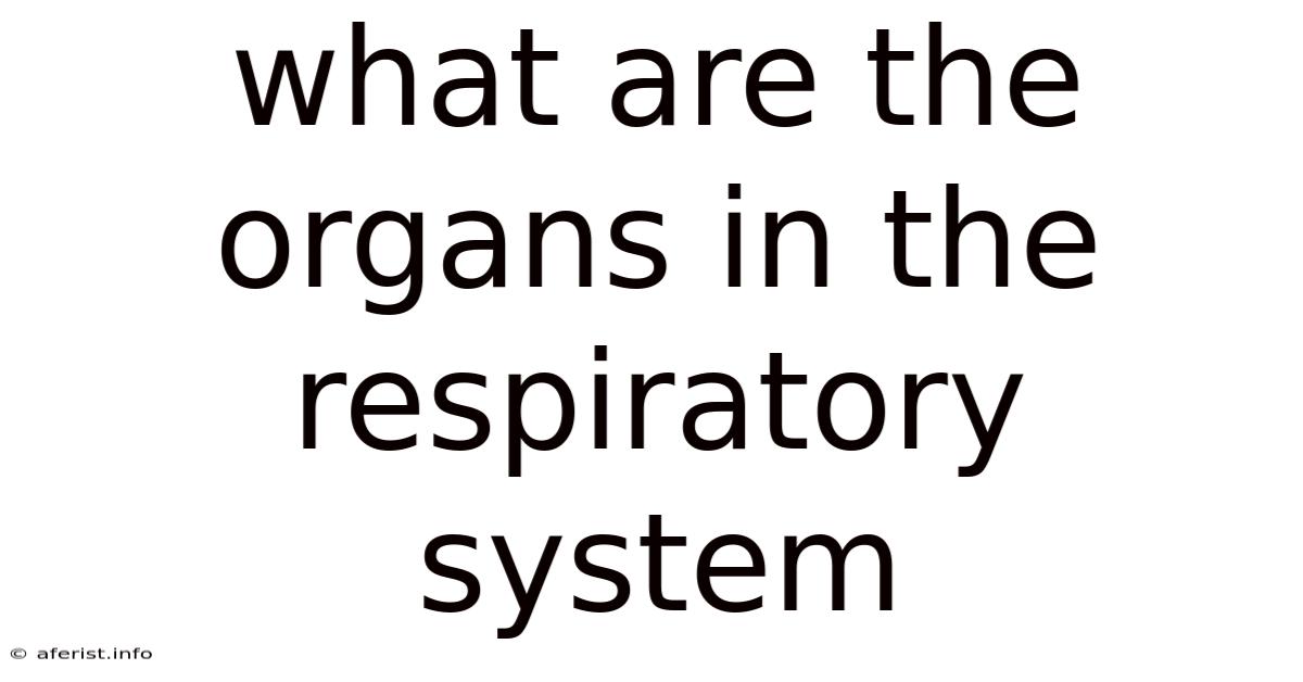 What Are The Organs In The Respiratory System