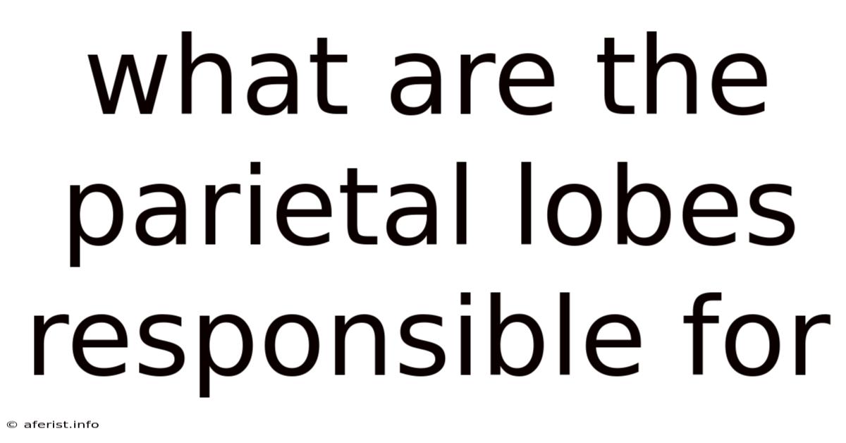 What Are The Parietal Lobes Responsible For