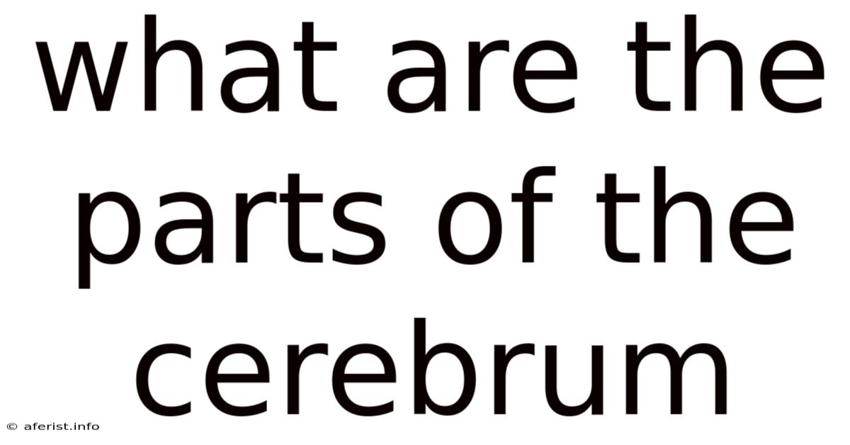 What Are The Parts Of The Cerebrum