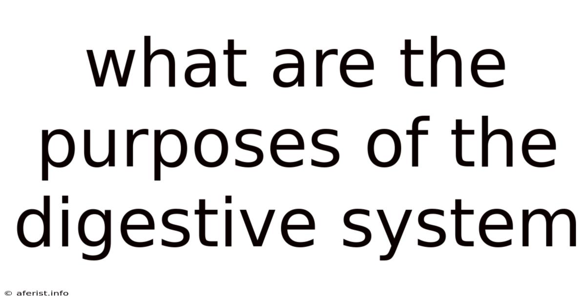 What Are The Purposes Of The Digestive System