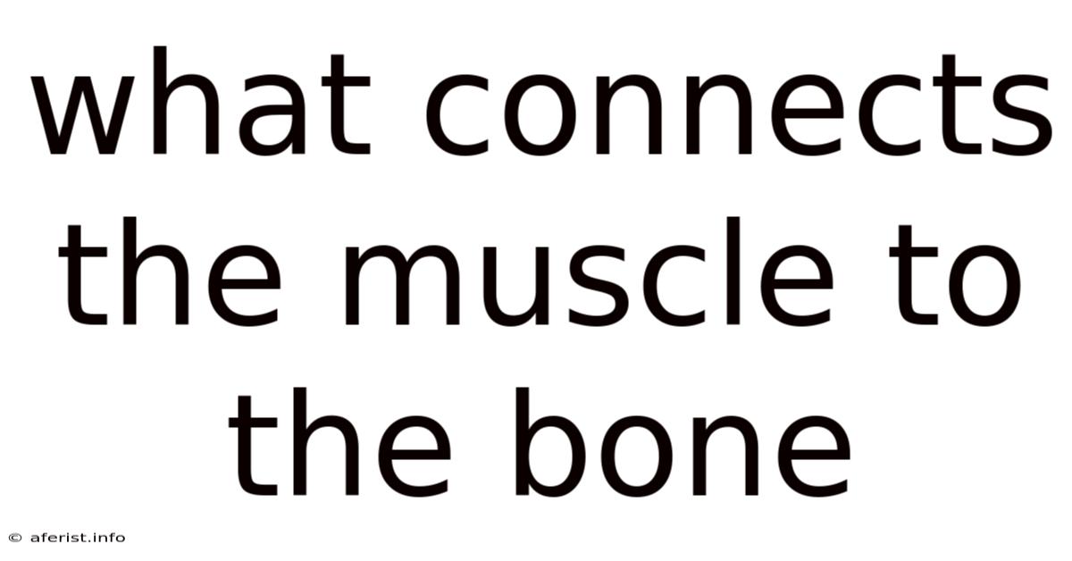 What Connects The Muscle To The Bone
