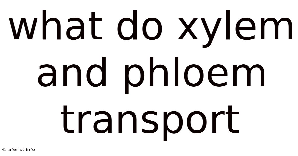 What Do Xylem And Phloem Transport