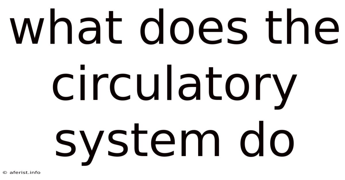What Does The Circulatory System Do