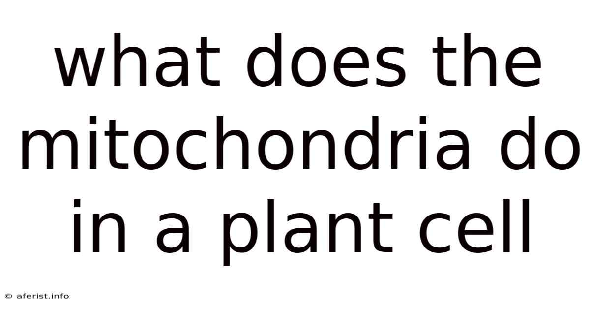 What Does The Mitochondria Do In A Plant Cell