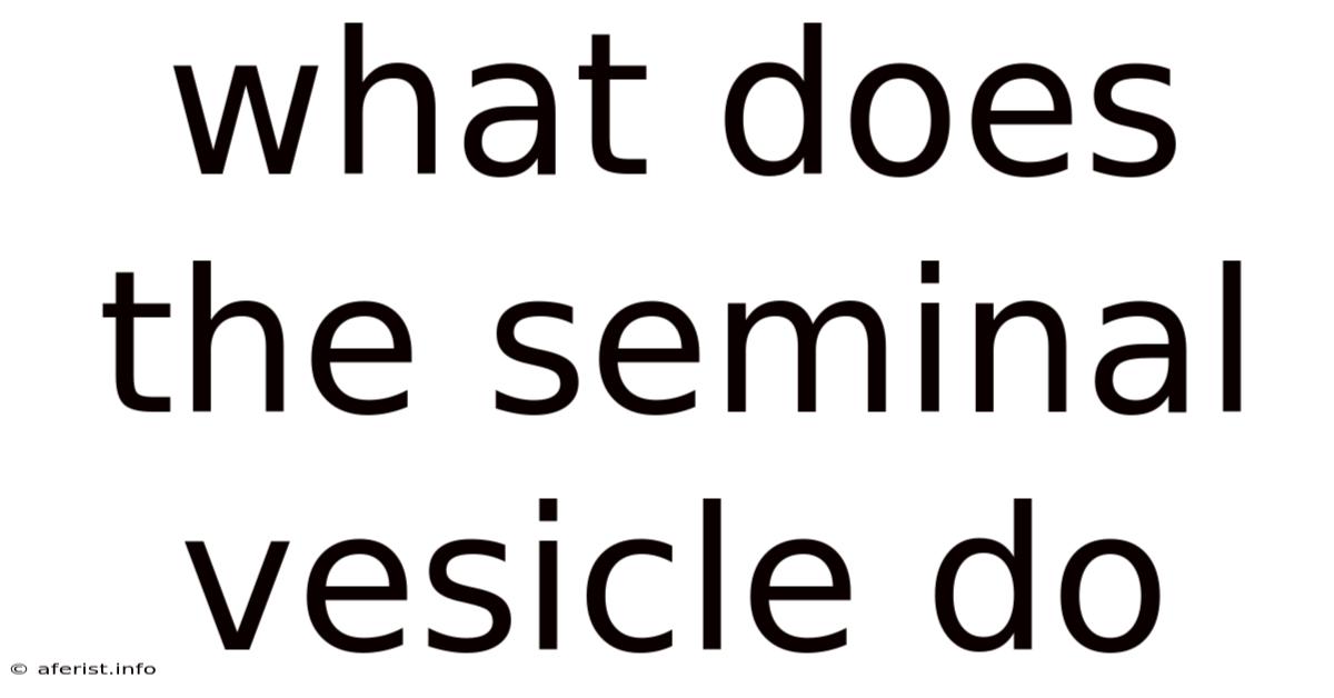 What Does The Seminal Vesicle Do