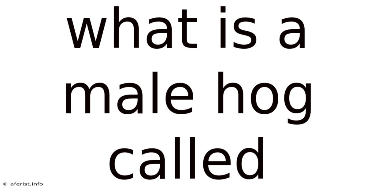 What Is A Male Hog Called