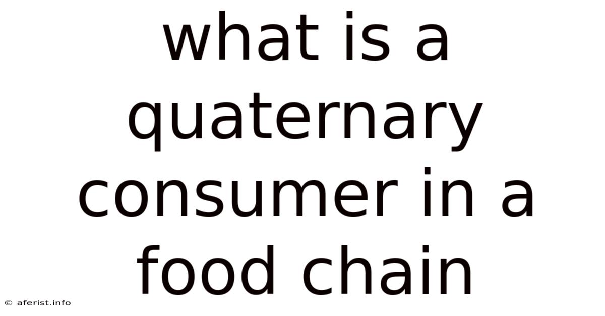 What Is A Quaternary Consumer In A Food Chain