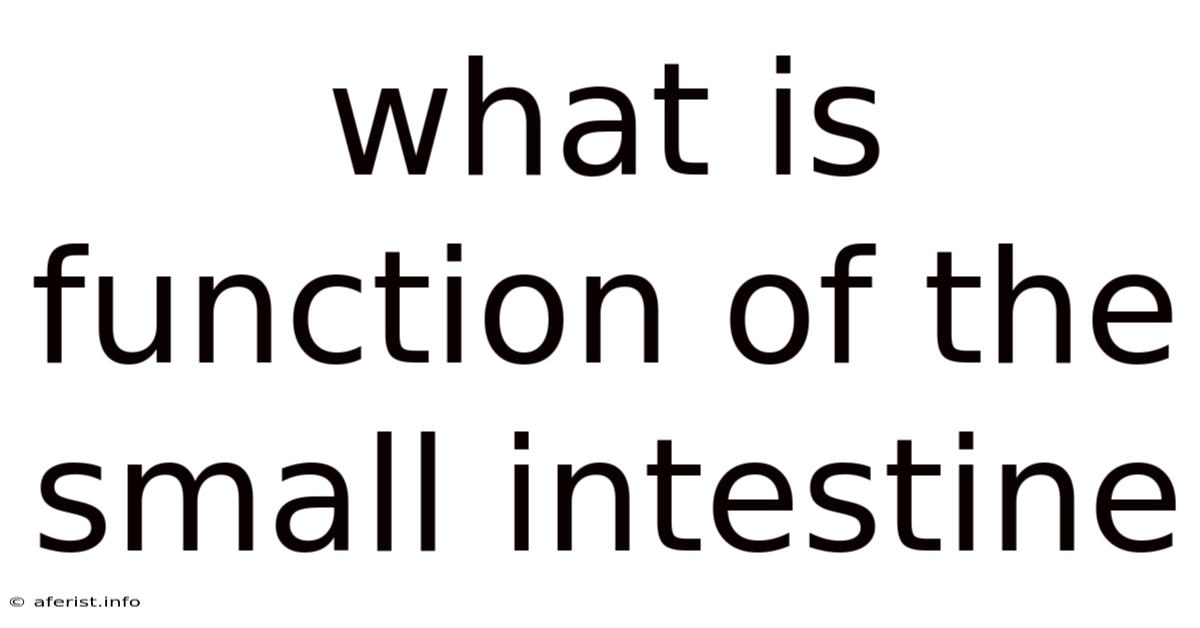What Is Function Of The Small Intestine