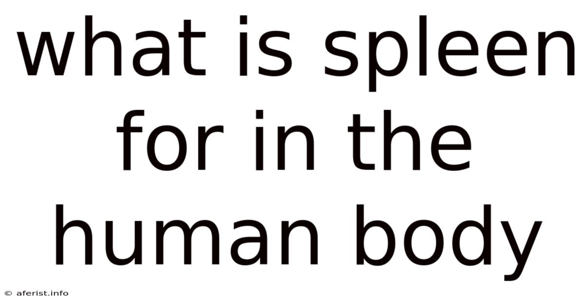 What Is Spleen For In The Human Body