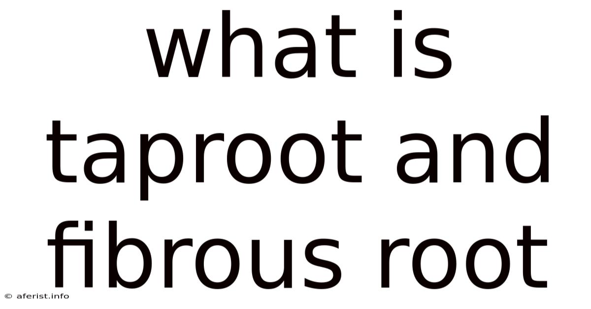 What Is Taproot And Fibrous Root