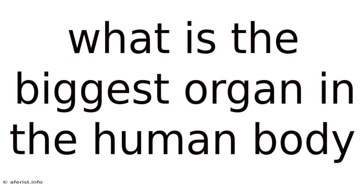What Is The Biggest Organ In The Human Body