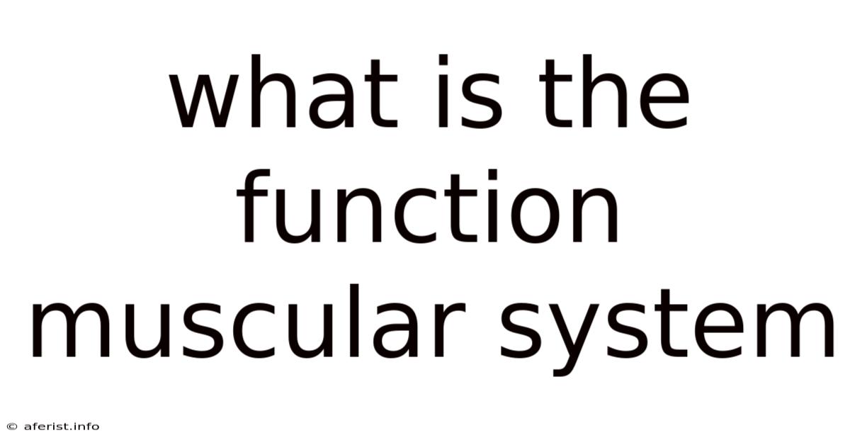 What Is The Function Muscular System