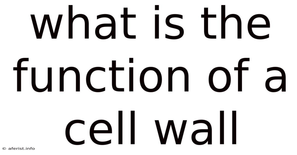 What Is The Function Of A Cell Wall