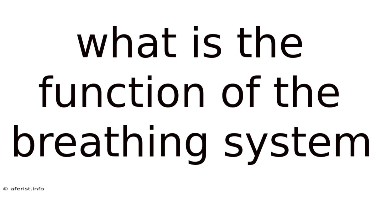 What Is The Function Of The Breathing System