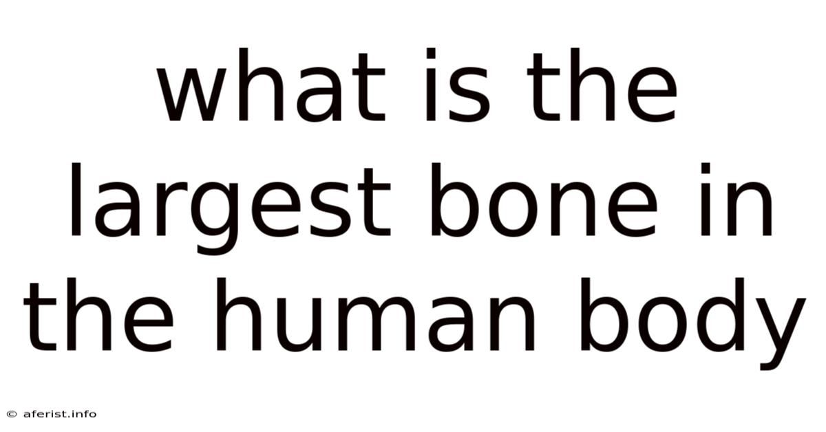 What Is The Largest Bone In The Human Body