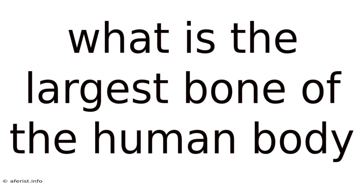What Is The Largest Bone Of The Human Body