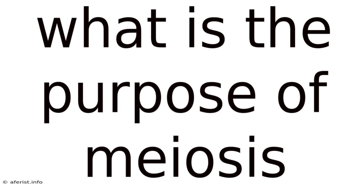What Is The Purpose Of Meiosis