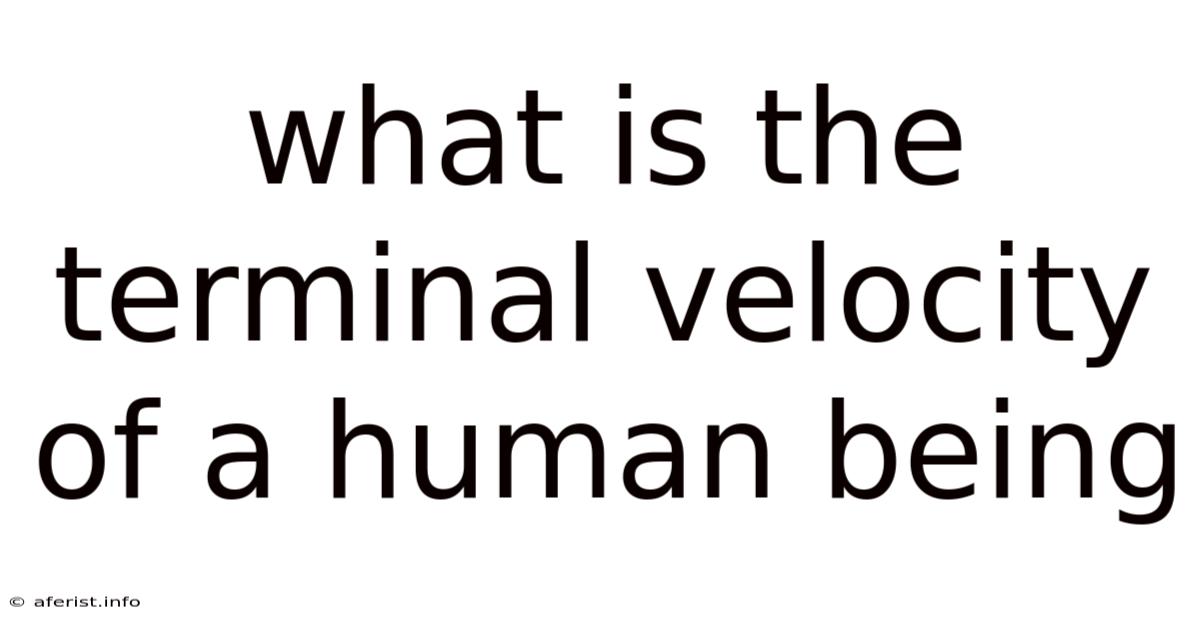 What Is The Terminal Velocity Of A Human Being