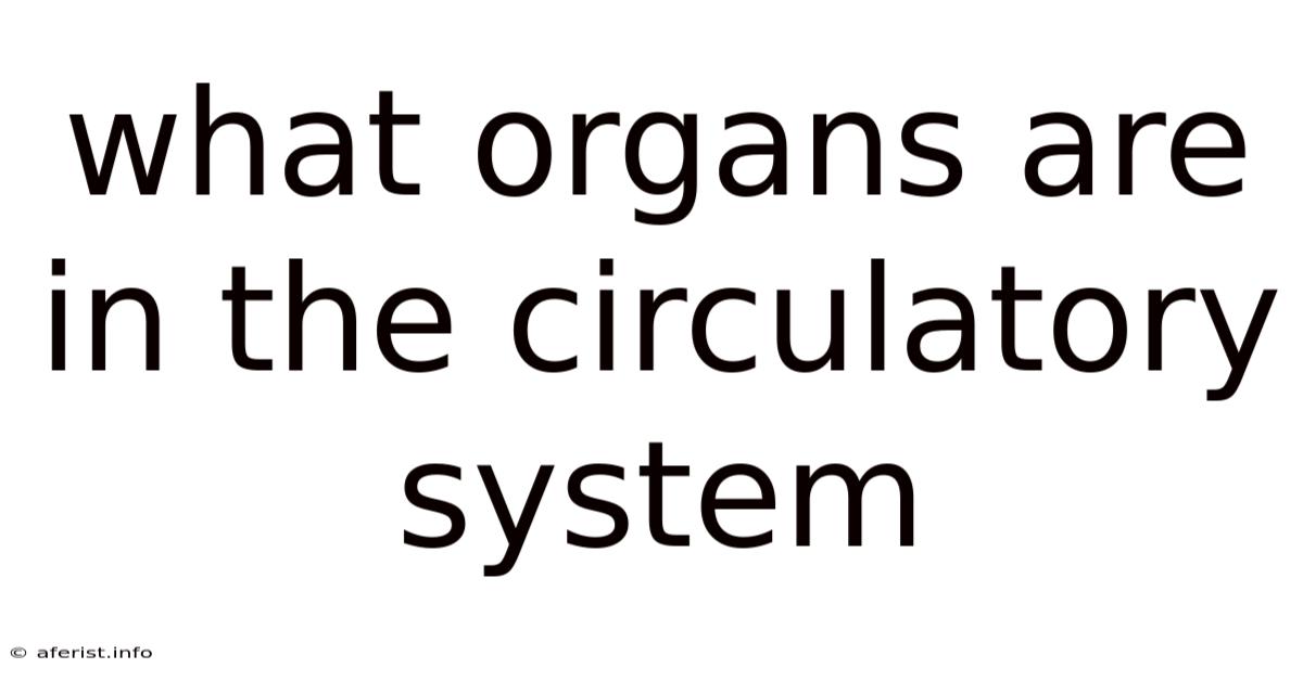 What Organs Are In The Circulatory System