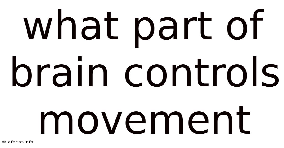 What Part Of Brain Controls Movement