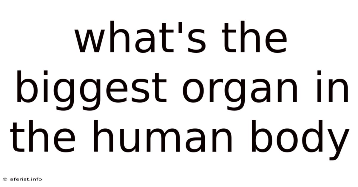 What's The Biggest Organ In The Human Body