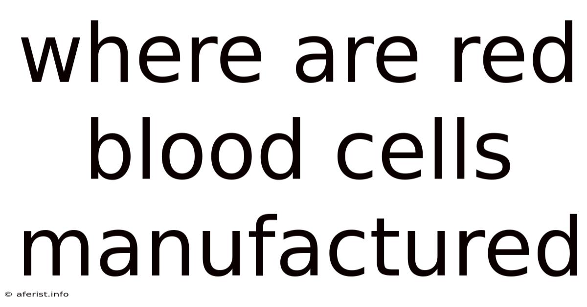 Where Are Red Blood Cells Manufactured