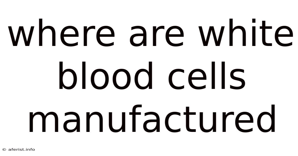 Where Are White Blood Cells Manufactured
