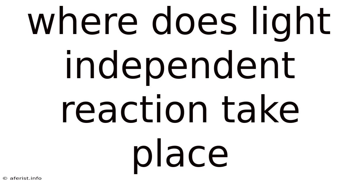 Where Does Light Independent Reaction Take Place