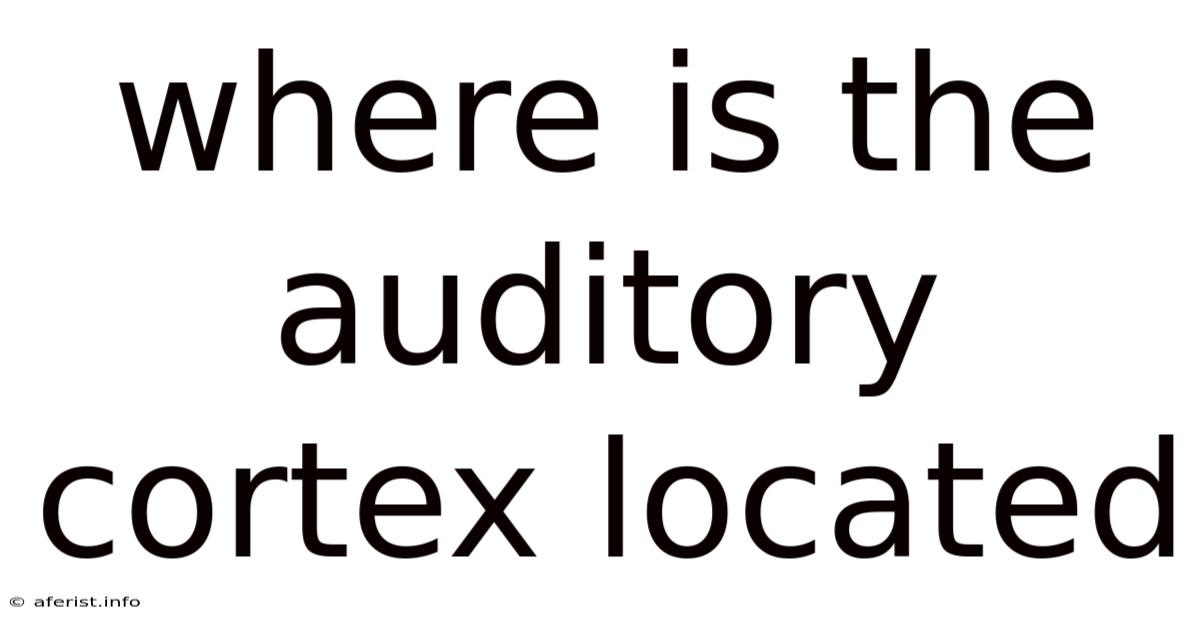 Where Is The Auditory Cortex Located