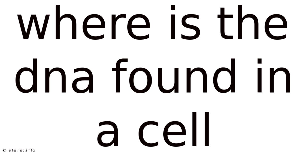 Where Is The Dna Found In A Cell