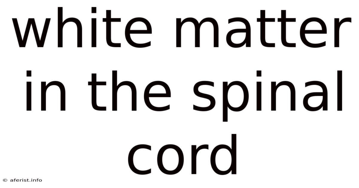 White Matter In The Spinal Cord