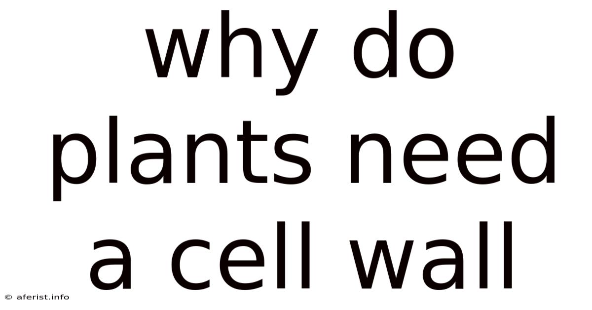 Why Do Plants Need A Cell Wall